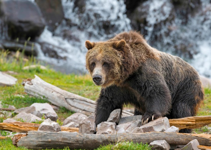 The best place to see wildlife in every US state