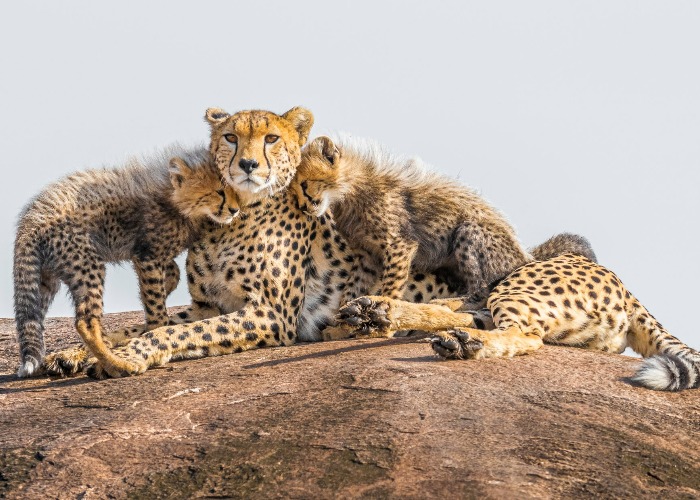 These Animals Were Extinct. Then Conservationists Brought Them Back