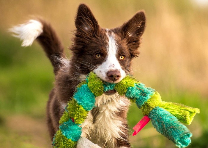 Dog Toys – The Horrifying Truth You Need to Know