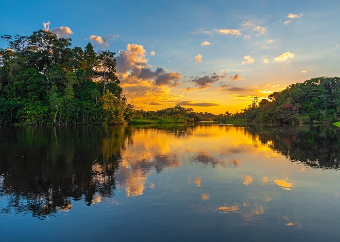 The  rainforest: The wonders of Earth's most unexplored