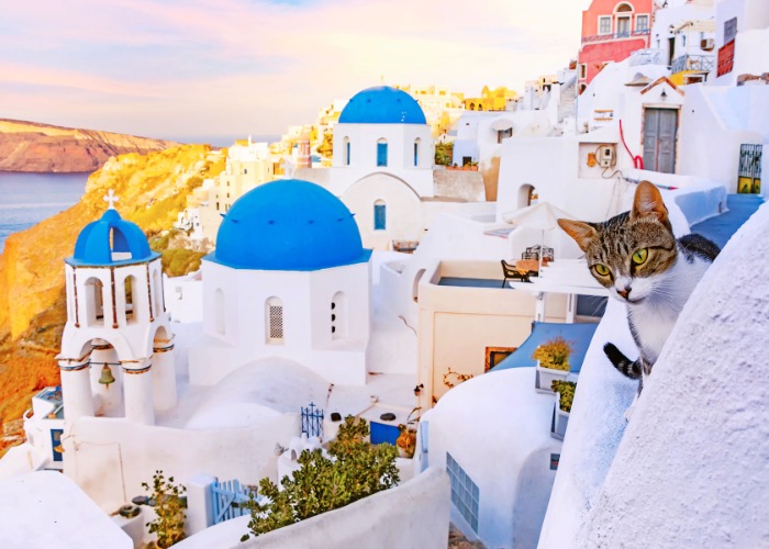 18 best places for cat lovers to visit around the world