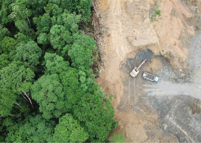 The World's Most Precious Rainforests That Could Soon Be Lost Forever