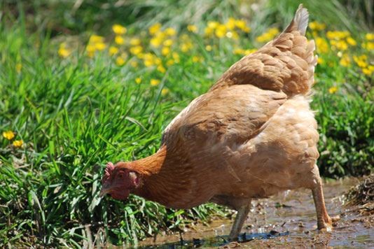 Egg labelling  British Hen Welfare Trust