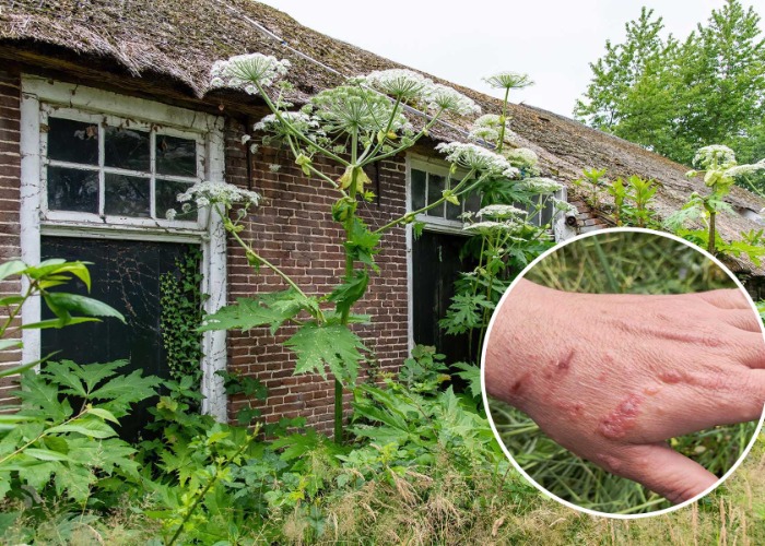 12 garden plants that can actually damage your home – and health
