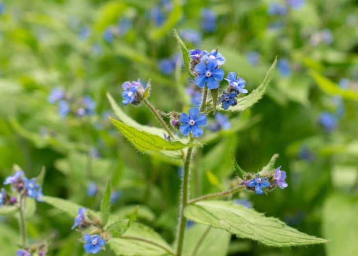 16 dangerous garden plants that could harm your home and health
