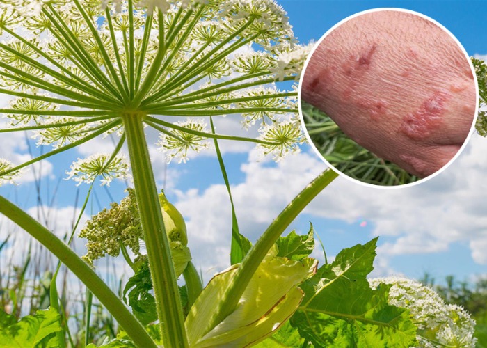 9 dangerous plants threatening your home, health