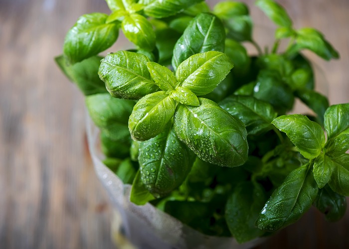 How to grow basil