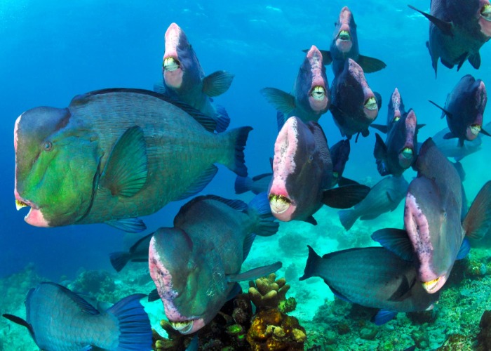 Revealed: secrets of the world’s remote oceans