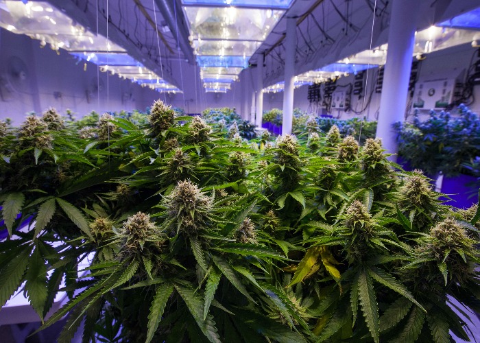 Medical marijuana: is now the time to invest?