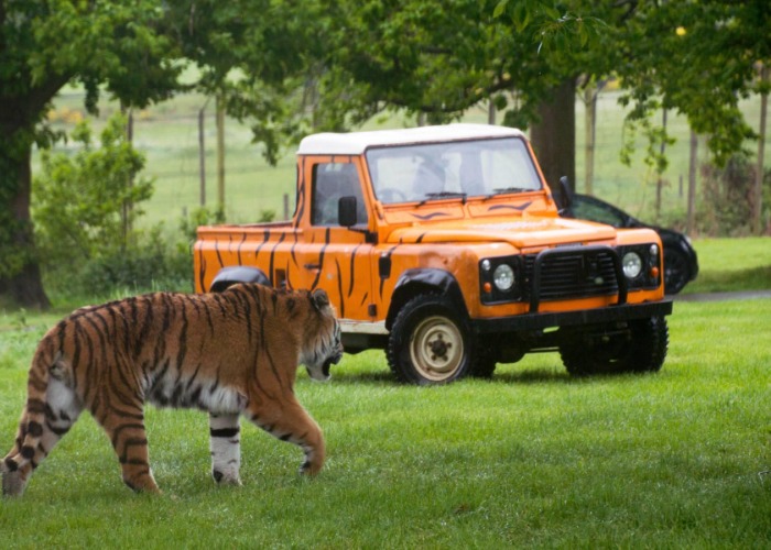19 of the best family safaris in the UK