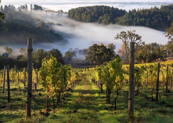 24 Bucket-List Wine Destinations In America You Should Visit