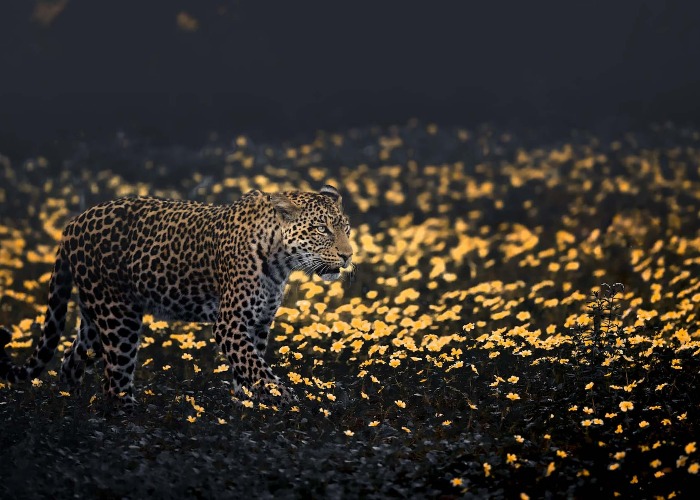 These Striking Images Reveal the Beauty of Africa's Wildlife