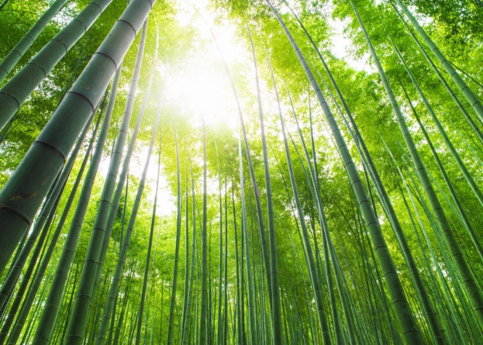 Earth’s 30 most enchanting forests to see before you die