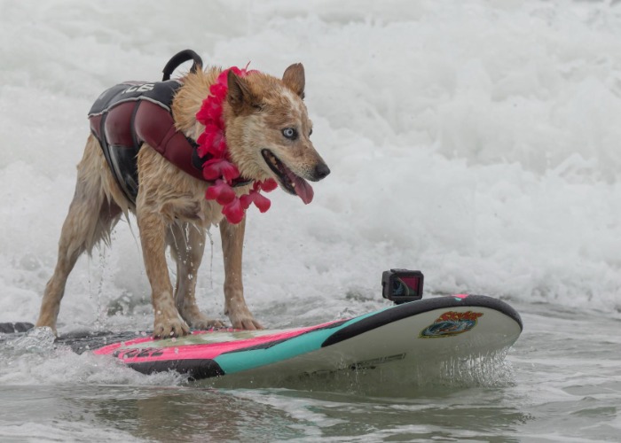 14 funny photos of surfing dogs guaranteed to make you smile