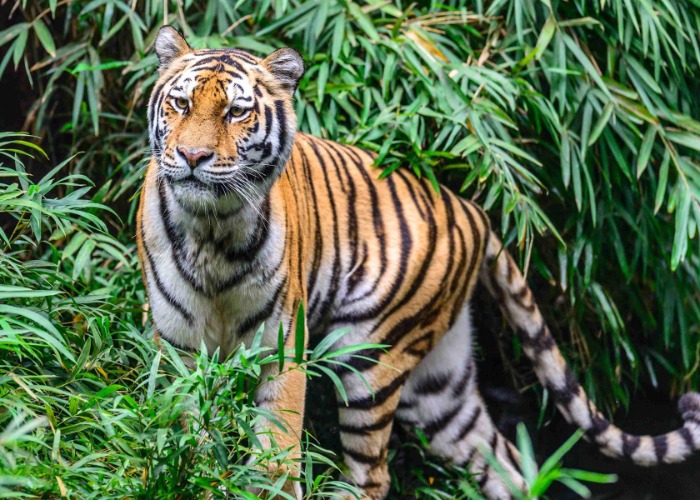 These Good News Stories From Nature Will Bring You Hope