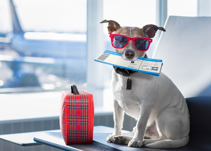 can you take dogs abroad on holiday