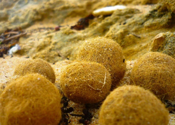 The oddest things that have washed up on the world's beaches