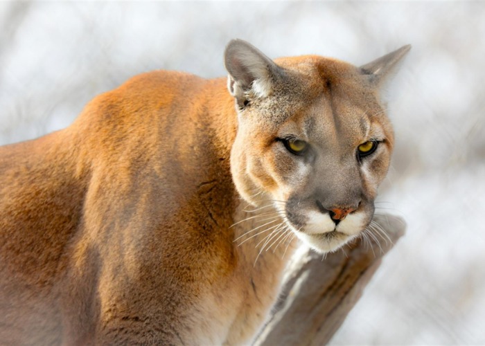 Amazing American animal facts you might not know