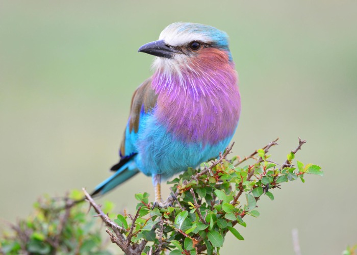 We've ranked the most stunning colorful birds in the world