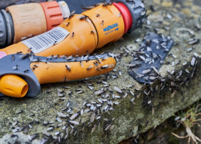 The biggest summer pests, and how to get rid of them