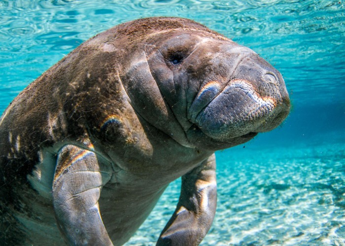 Bucket-list Florida experiences that won't cost a single cent
