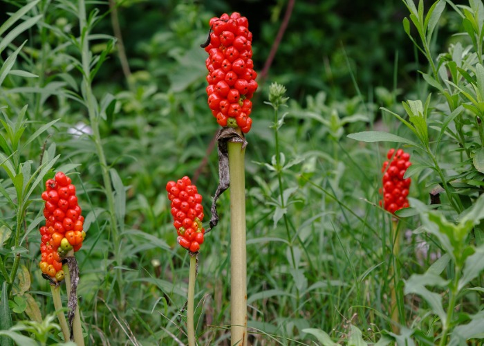 16 plants you should never grow