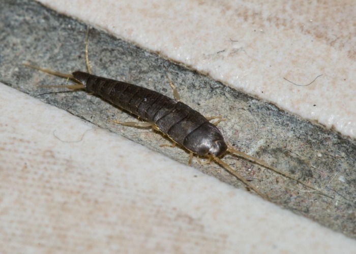 Schädlinge im Haus? So werden Sie lästiges Ungeziefer wieder los