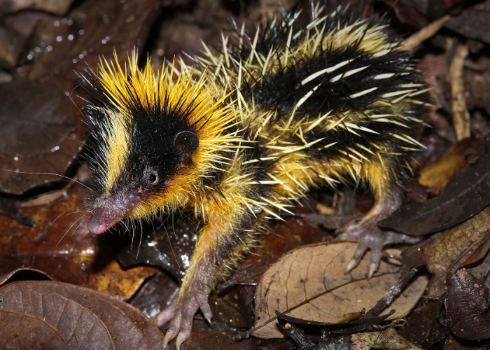35 Hilarious Photos of the Planet’s Ugliest Animals