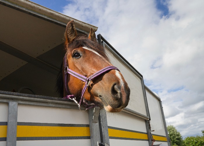 HMRC targets horsebox owners