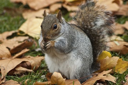 Taste Test Squirrel Meat