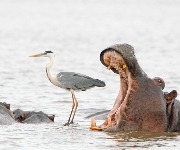 Tierisch witzige Aufnahmen, die für gute Laune sorgen