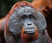Ranked: the world's 30 most endangered creatures