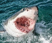 The world's most dangerous sharks, ranked