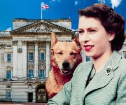 Meet the Royal Family's pets: from corgis to chameleons