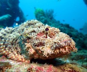 Ranked the most dangerous sea creatures