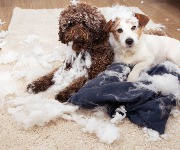 31 household hazards that could harm your pets