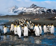 30 incredible Antarctica facts you need to know