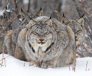 The most AMAZING wildlife photos of 2024, revealed