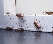 How to rid your home of these 18 common household pests