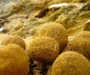 The oddest things that have washed up on the world's beaches